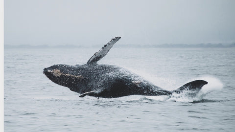 Marine Conservation