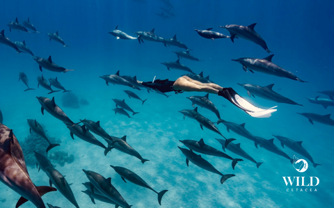 REWILD X WILD CETACEA DOLPHIN EXPEDITION (FEMALE ONLY TRIP)