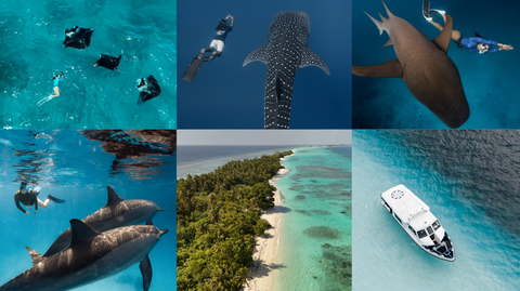 REWILD x WILD CETACEA FEMALE-ONLY MALDIVES MARINE WILDLIFE EXPEDITION
